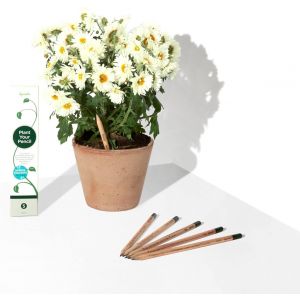 Sprout crayon à papier à planter   